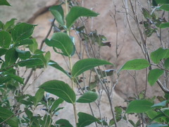 Symplocos paniculata