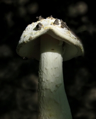 Hypomyces