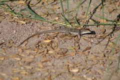 Aspidoscelis exsanguis