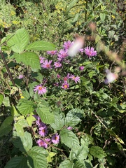 Symphyotrichum novae-angliae