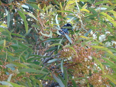 Phylidonyris novaehollandiae