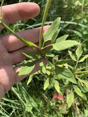 Zizia aurea