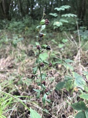 Epipactis helleborine