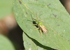 Agapostemon melliventris