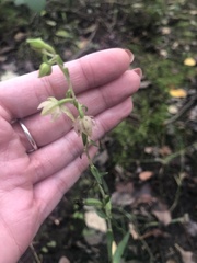 Epipactis helleborine
