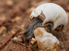 Sphincterochila candidissima