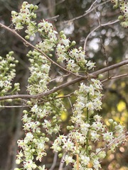 Asparagus buchananii