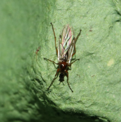 Bibio pomonae