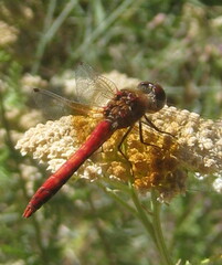 Sympetrum semicinctum