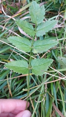 Pimpinella