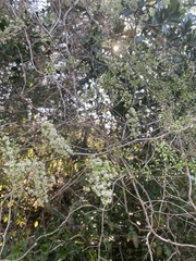 Asparagus buchananii