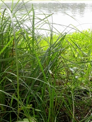 Carex pendula