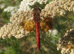 Sympetrum semicinctum