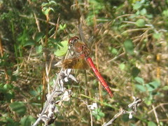 Sympetrum semicinctum