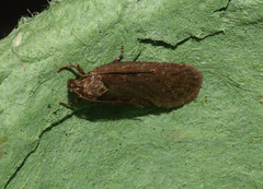 Agonopterix heracliana