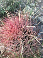 Hamatocactus hamatacanthus