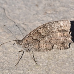 Hipparchia fatua