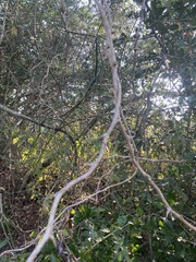 Asparagus buchananii