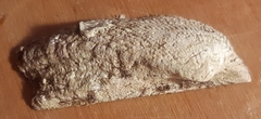 Arca noae