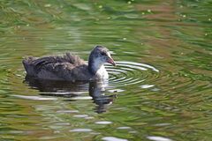 Fulica atra