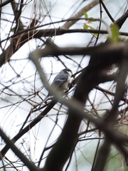 Parus minor commixtus