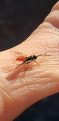Agrothereutina
