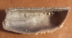 Arca noae
