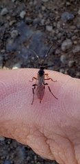 Agrothereutina