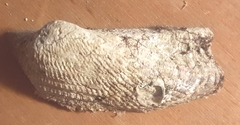 Arca noae