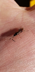 Agrothereutina