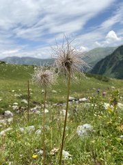 Pulsatilla aurea