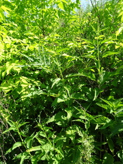 Urtica sondenii