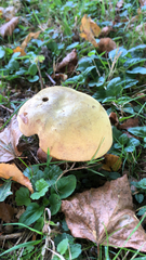 Suillellus luridus