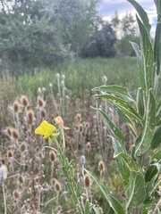 Oenothera villosa
