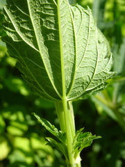 Urtica sondenii