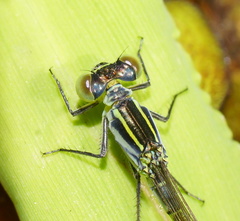 Ischnura pruinescens