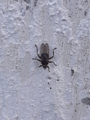 Pseudolynchia canariensis