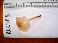 Filoboletus