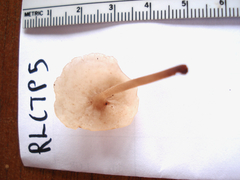Filoboletus