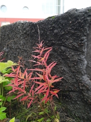 Chamaenerion angustifolium