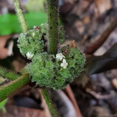 Psychotria helferiana