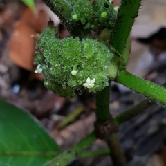 Psychotria helferiana