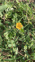 Kallstroemia parviflora