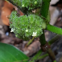 Psychotria helferiana
