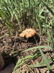 Stropharia coronilla