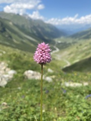 Bistorta carnea