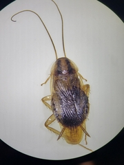Blattella