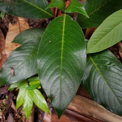 Psychotria helferiana