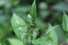 Disonycha trifasciata