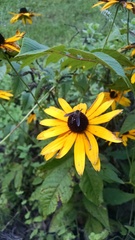 Lepidophora lepidocera